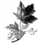  il_fullxfull.266104534 (512x512, 138Kb)