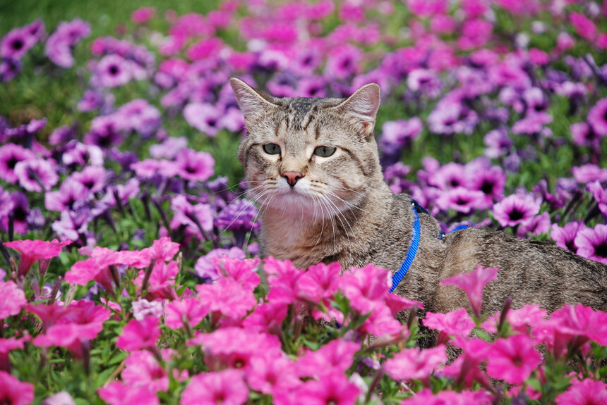 Котики в саду фото